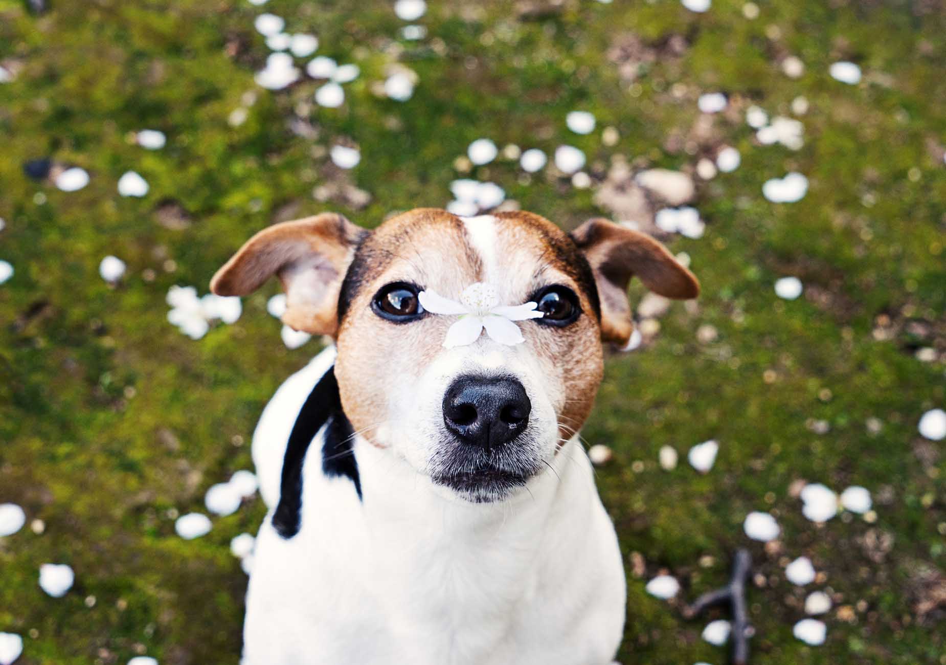 Terrier Giapponese nel prato