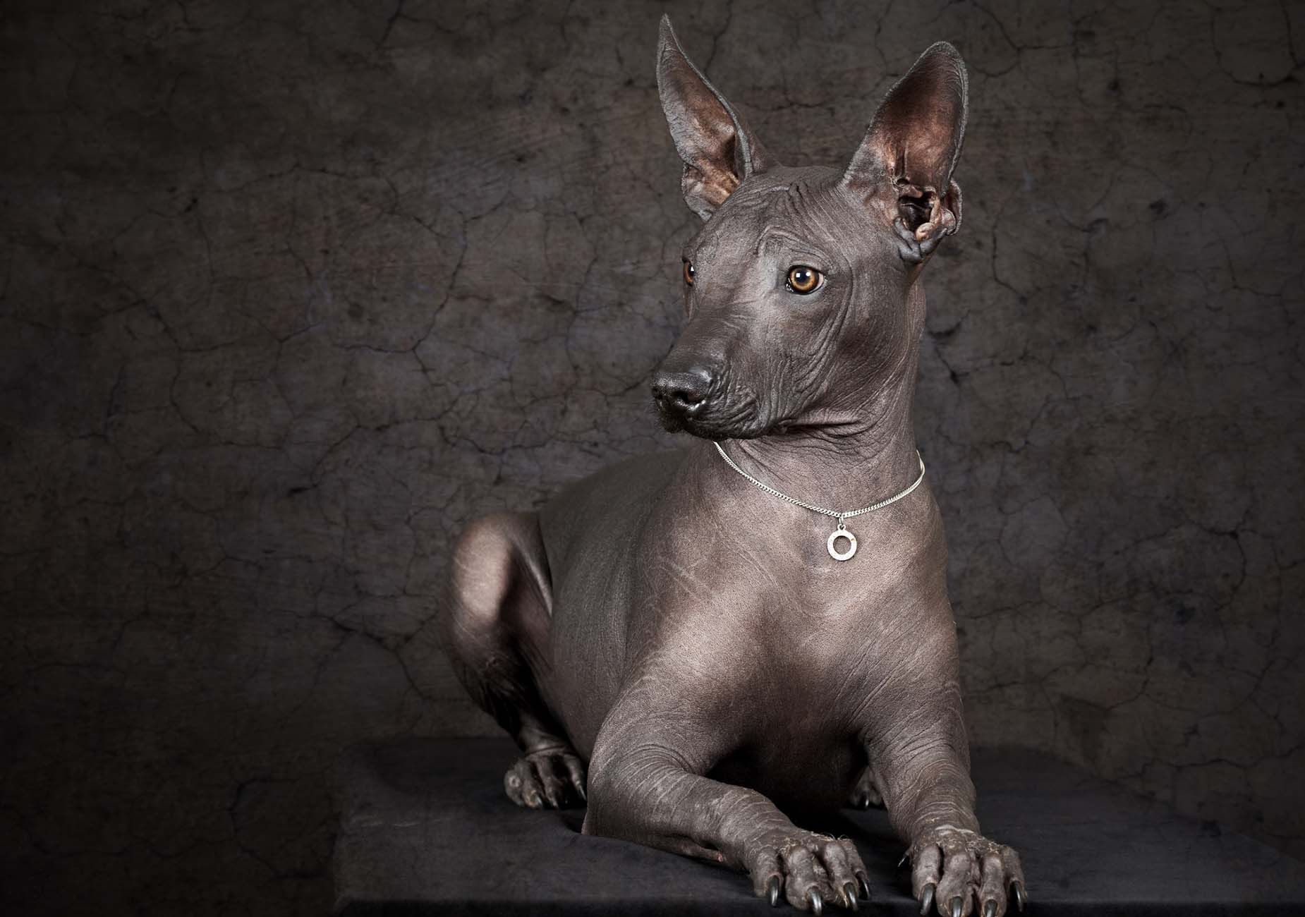 Un elegante esemplare di Xoloitzcuintle