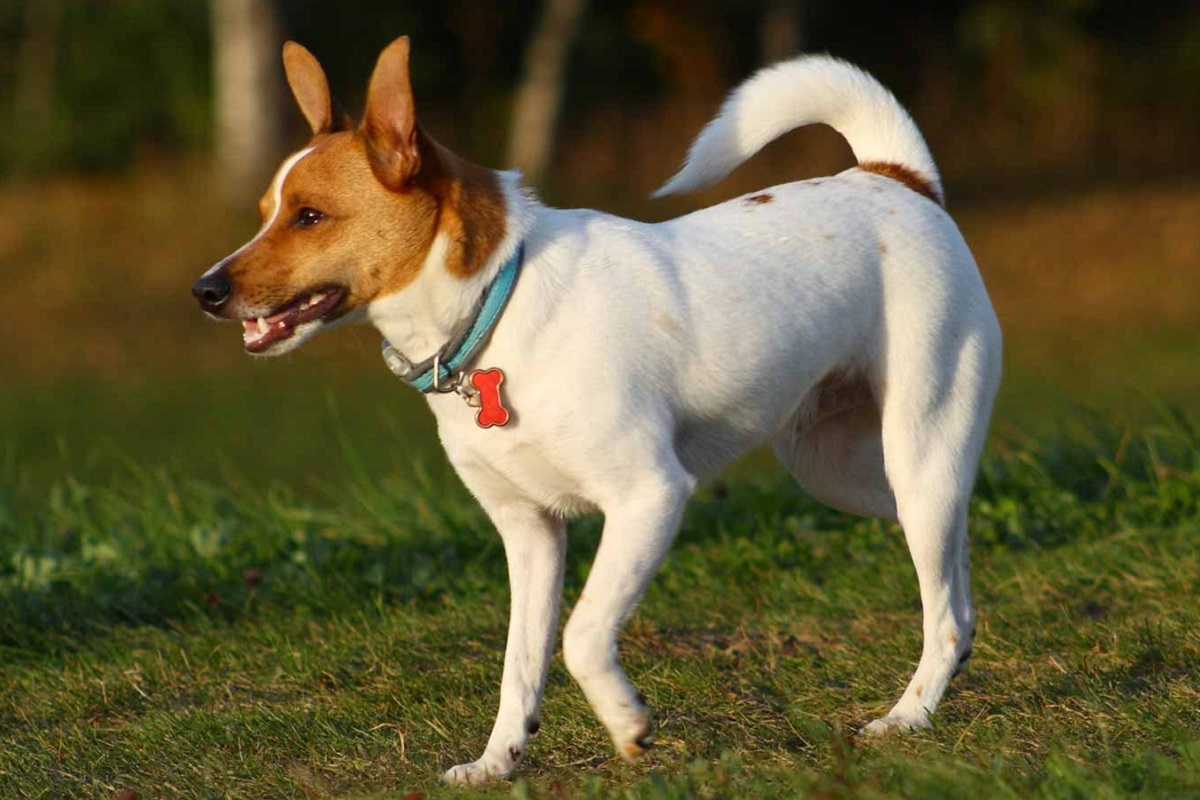 30 razze di cani piccoli a pelo corto, senza problemi di toelettatura