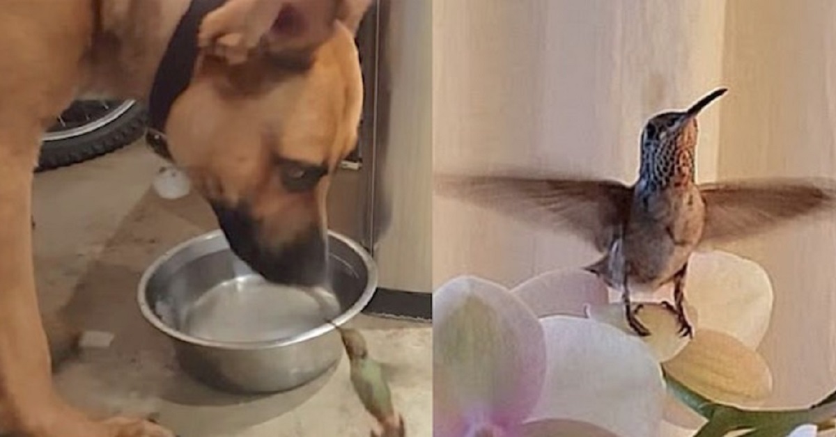Rex, il cucciolo che ha salvato un colibrì in difficoltà (VIDEO)