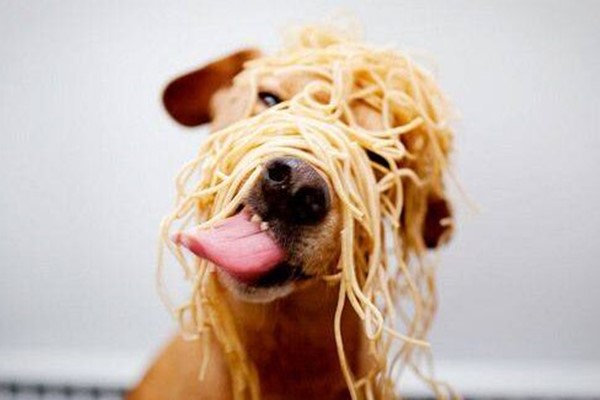 cane con gli spaghetti in testa