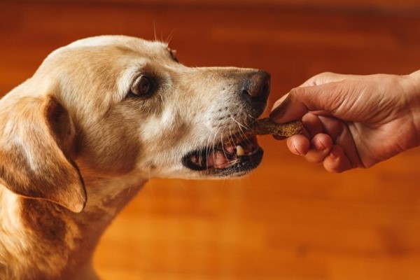 dare gli snack al cane
