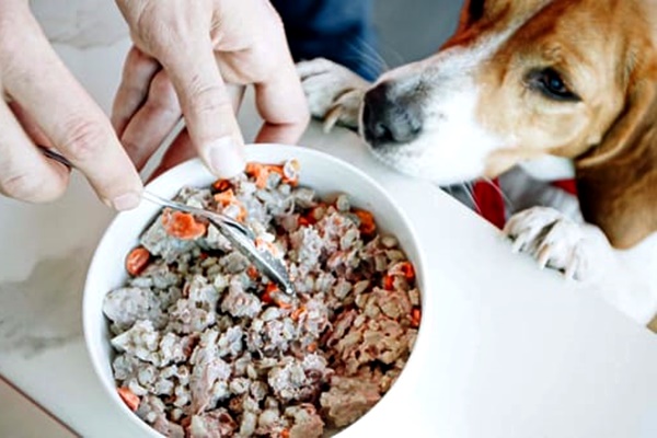 Ricette Per Cani Deliziose 20 Pappe Gustose Da Cucinare A Fido