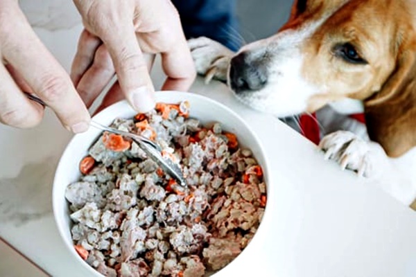 pappa del cane con carne fresca