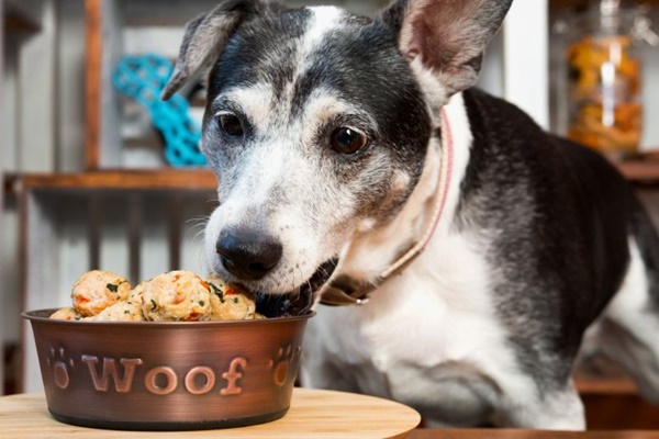 cane che mangia dalla ciotola