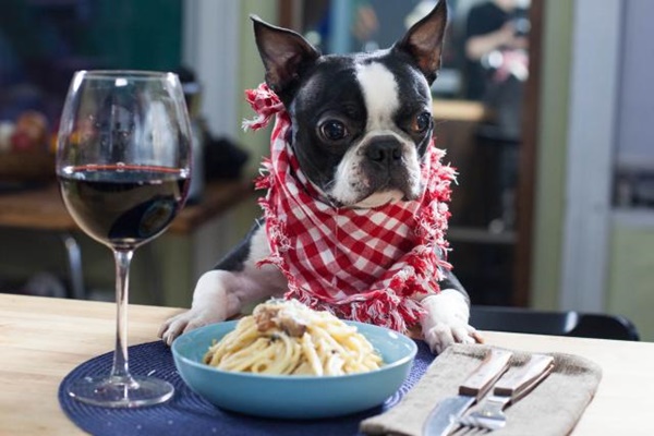 cane che mangia gli spaghetti