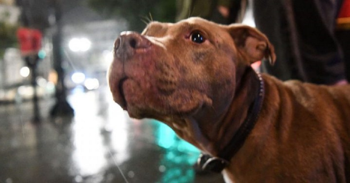 Riddick, il cane pitbull salvato dopo un incidente, trova casa (VIDEO)