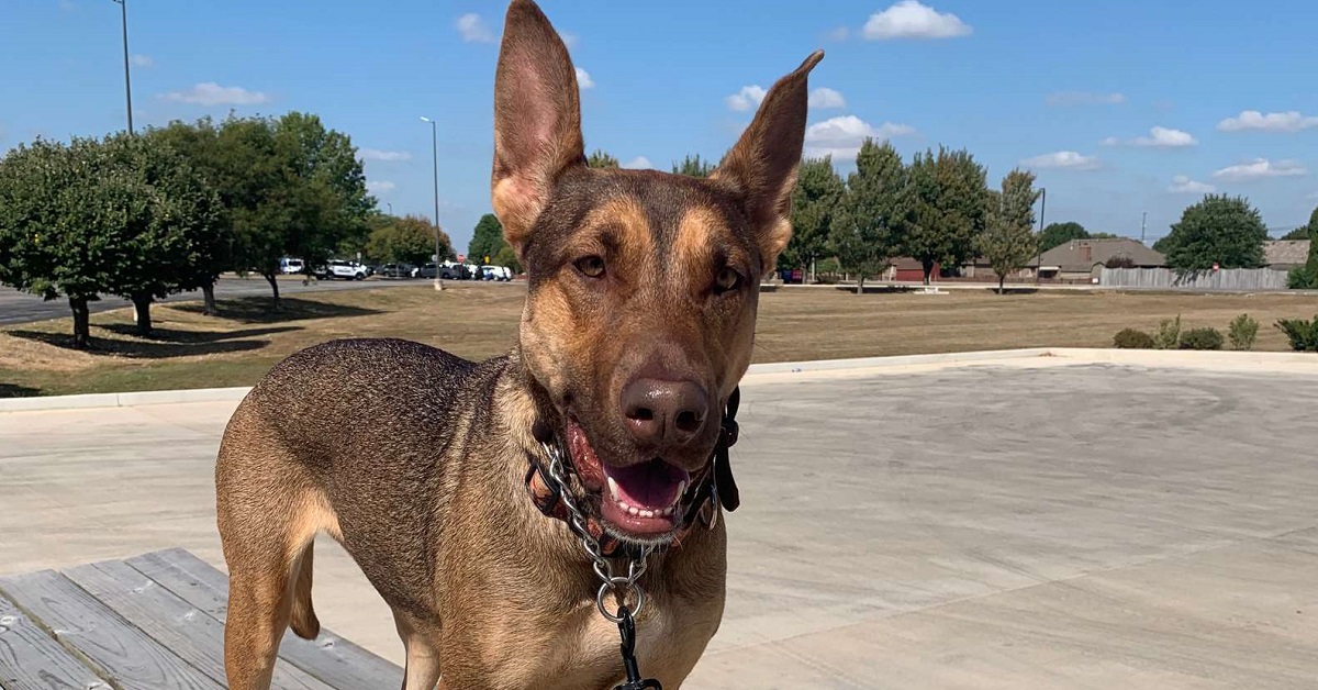 Roadie, la cagnolina trovata con un messaggio dentro la bottiglia (FOTO)