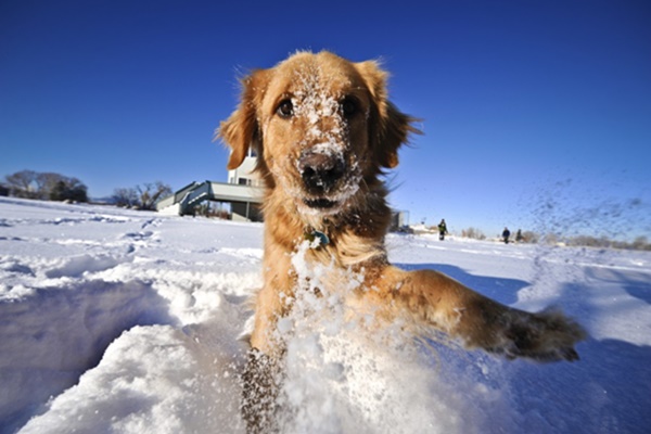 cane con la neve sul muso