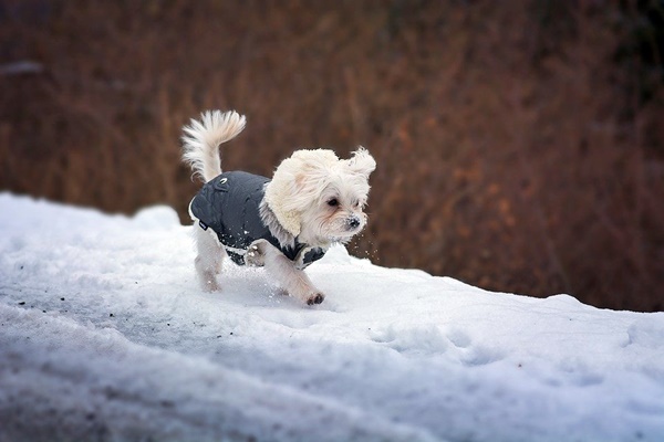 cappotto per cani di taglia piccola