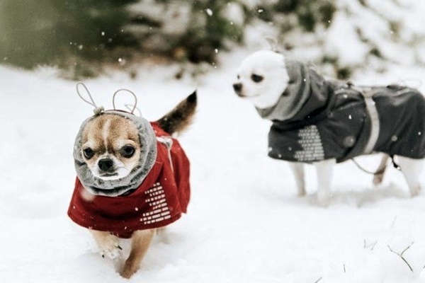 proteggere i chihuahua dal freddo