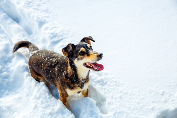 cane che gioca sulla neve