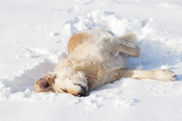 cane bianco che rotola sulla neve