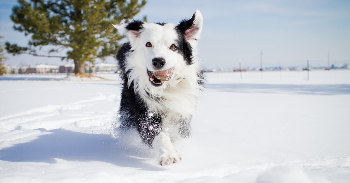 Salute del cane sulla neve: precauzioni da prendere e buone pratiche