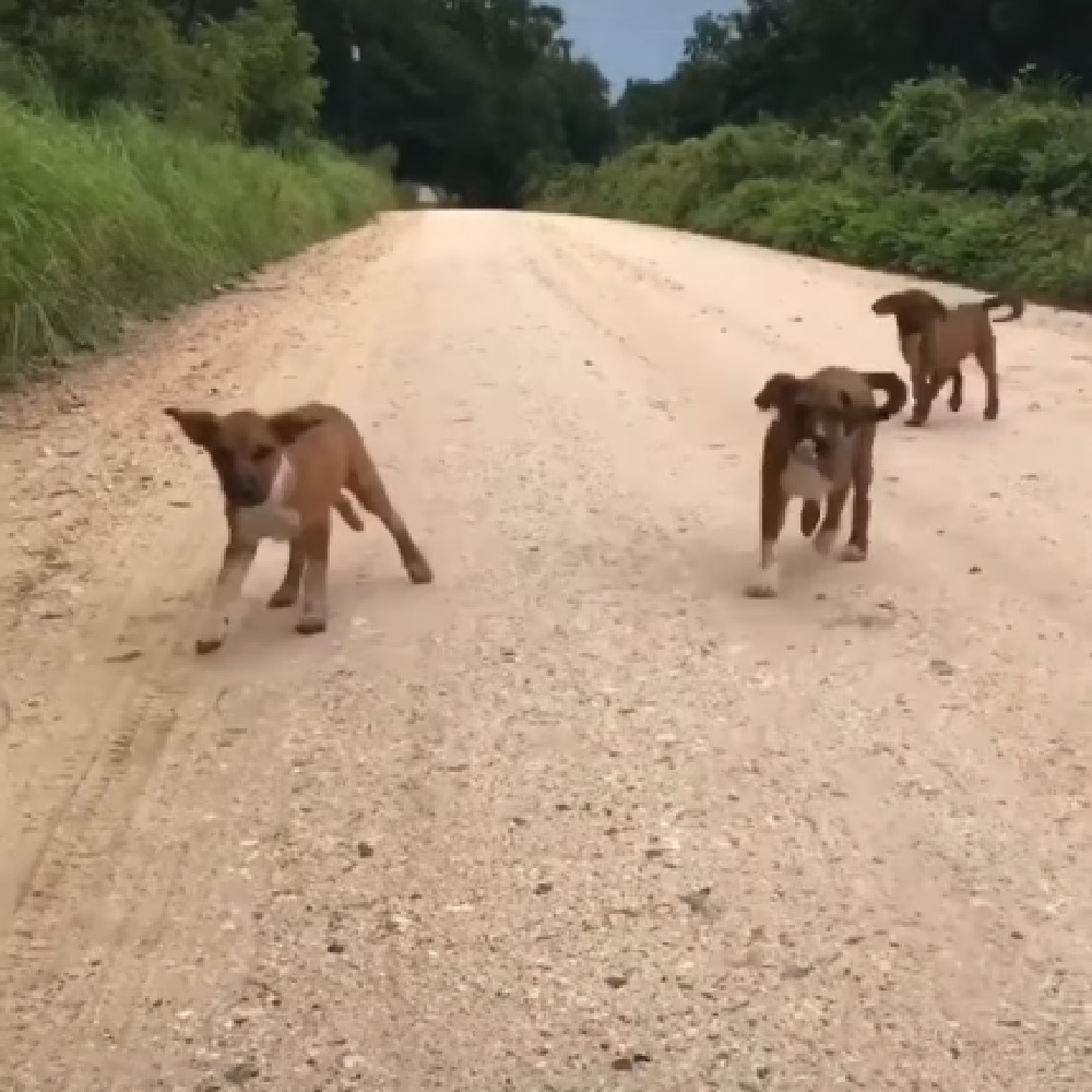 3 cuccioli fratelli escono cespugli