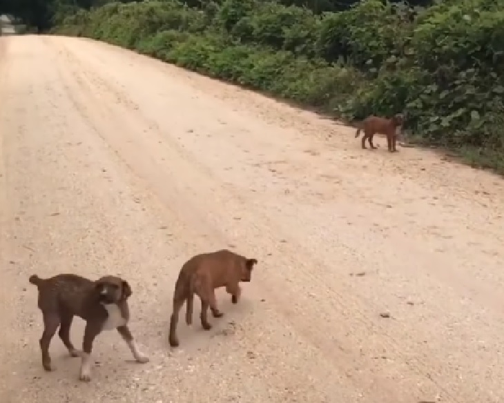 cuccioli strada solitaria salvataggio