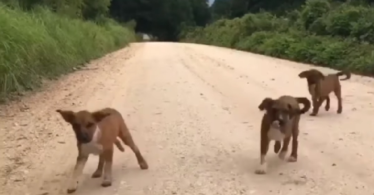 Salvataggio di 3 cuccioli trovati in una strada polverosa e solitaria (VIDEO)