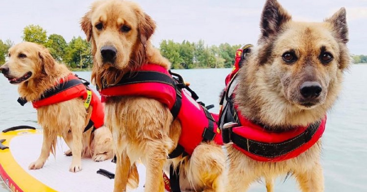 Salvati due bambini in mare grazie a due cani bagnini (VIDEO)