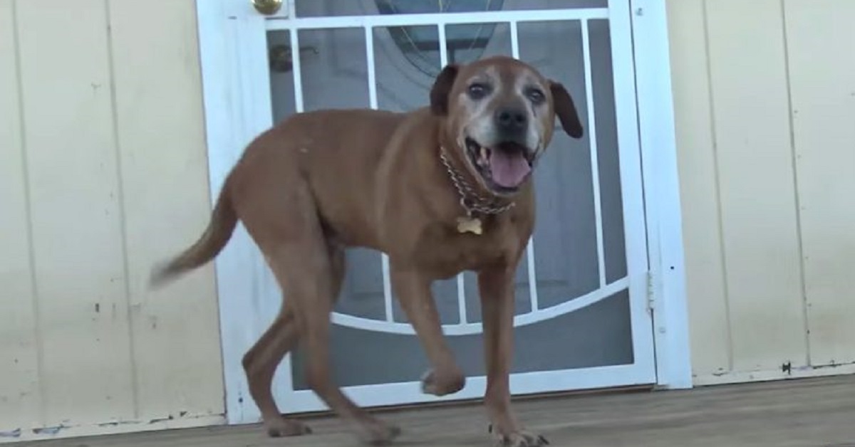 Salvato Pumbaa, il cane anziano abbandonato (VIDEO)