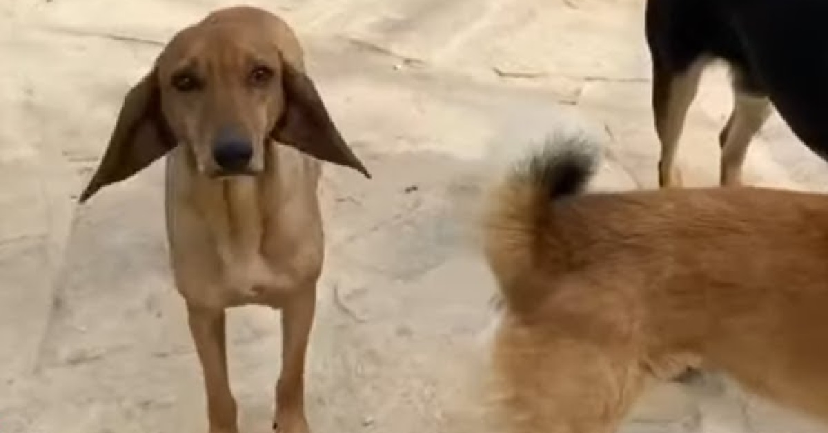 Smart, il cane crollato appena fuori dal rifugio (VIDEO)