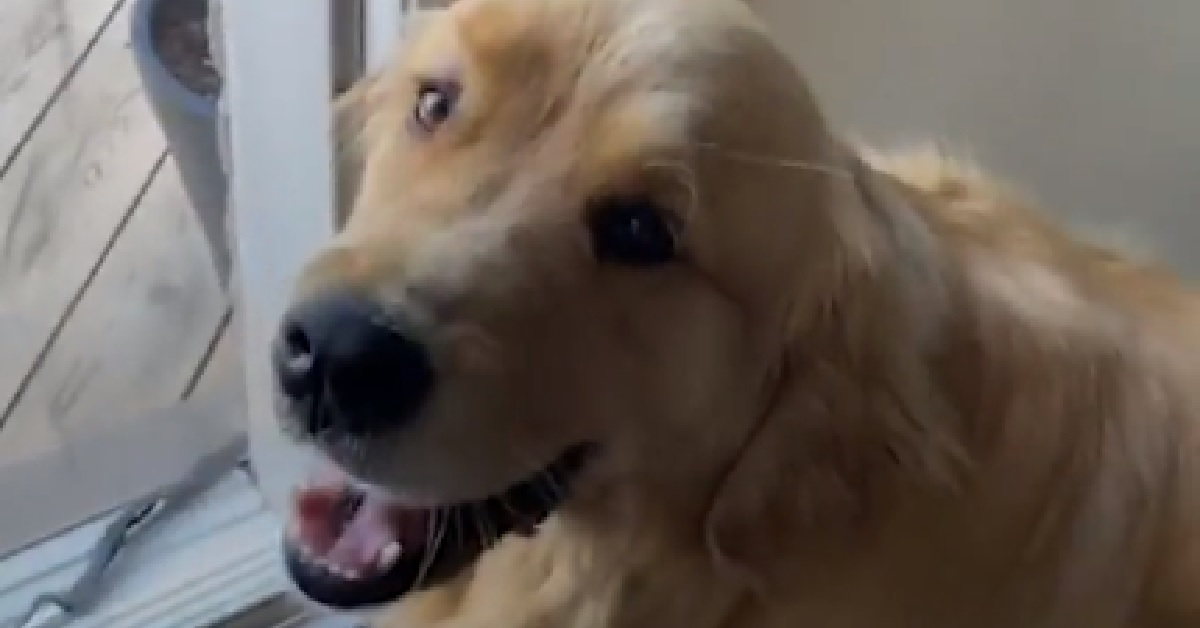 Sterling, il Golden Retriever che ha paura di superare una tenda (VIDEO)