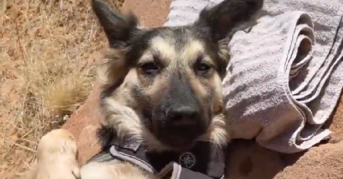 Sunny, la cagnolina salvata comincia a fidarsi del suo papà (VIDEO)