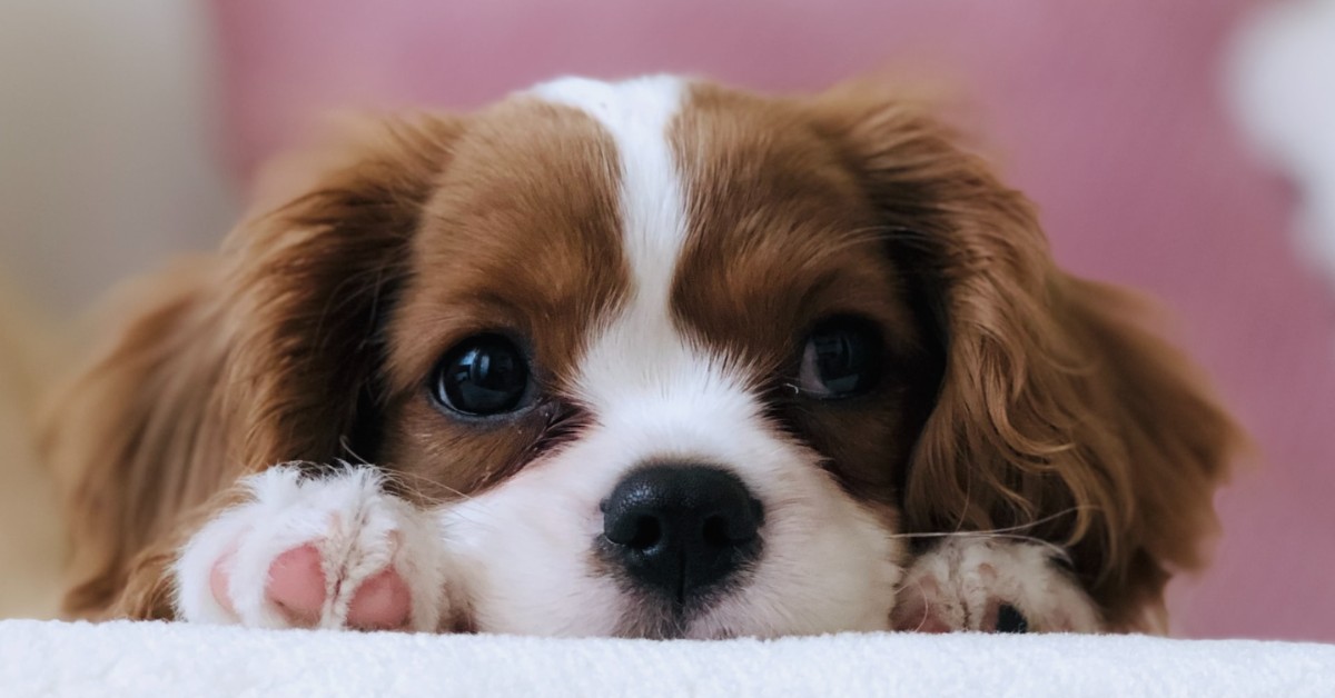 cucciolo di cane lasciato solo