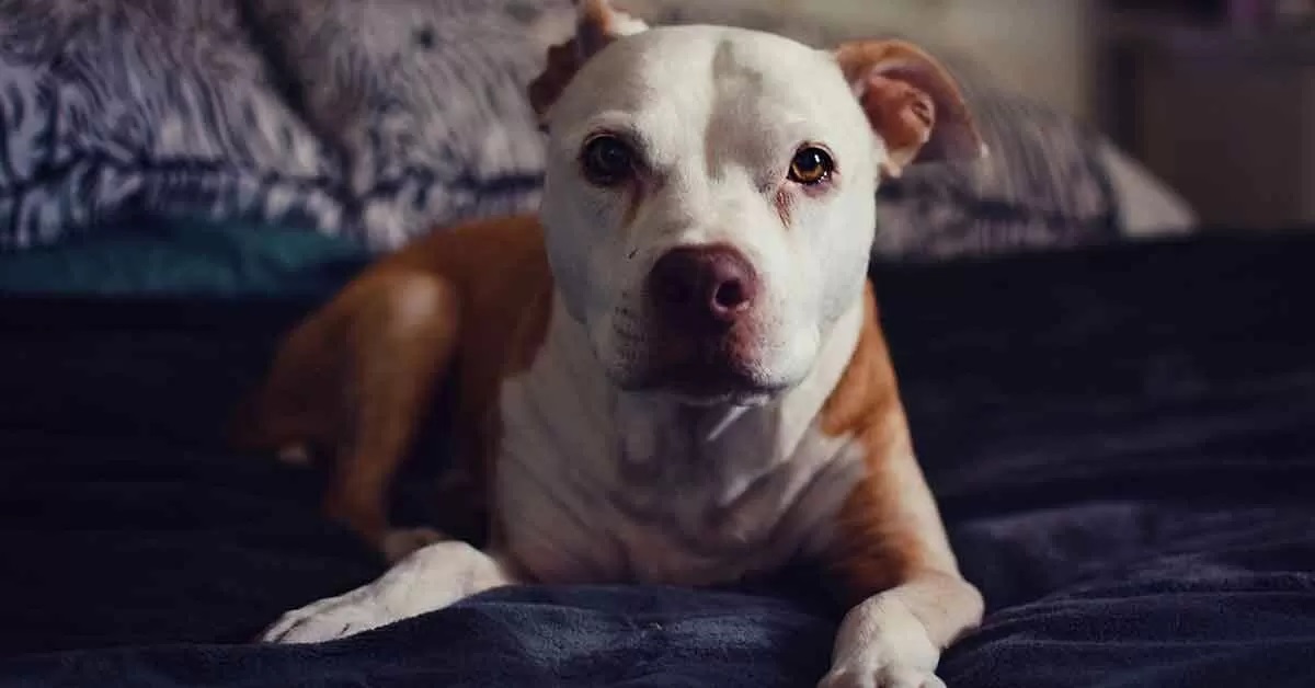 Taysley, la bambina che controlla 6 pitbull affamati (VIDEO)