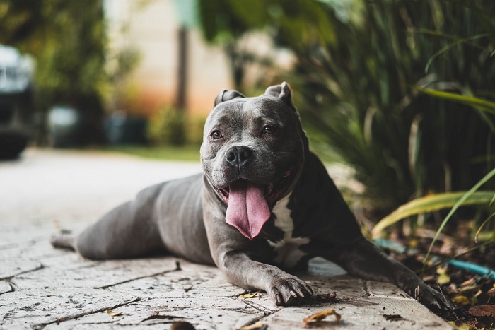 pitbull cagnolino posa