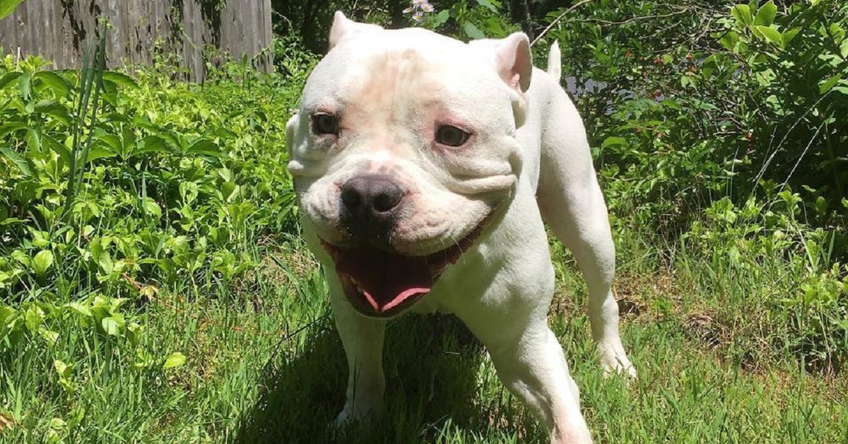 Tonka, il cagnolino con dei problemi motori pratica l’escursionismo (VIDEO)