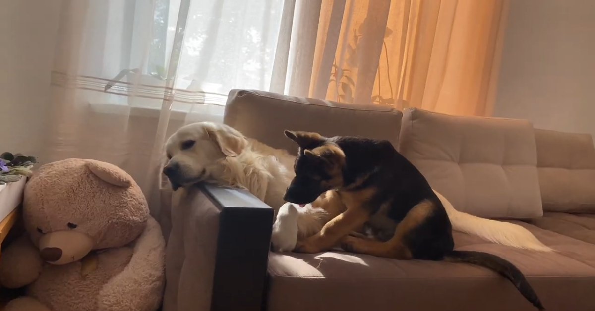 Tre amici giocano insieme e insieme si divertono (VIDEO)