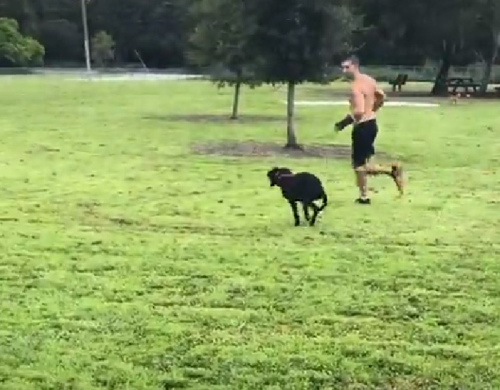 tre cane torna a correre prato