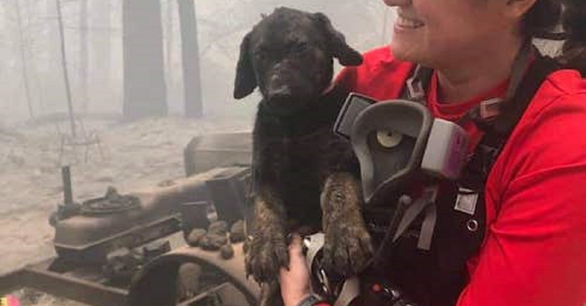 Trooper, il cucciolo che è fuggito durante un brutto incendio (VIDEO)