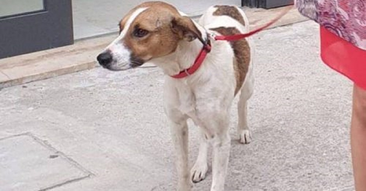 Trovato un cagnolino abbandonato e legato in un cimitero a Benevento (FOTO)