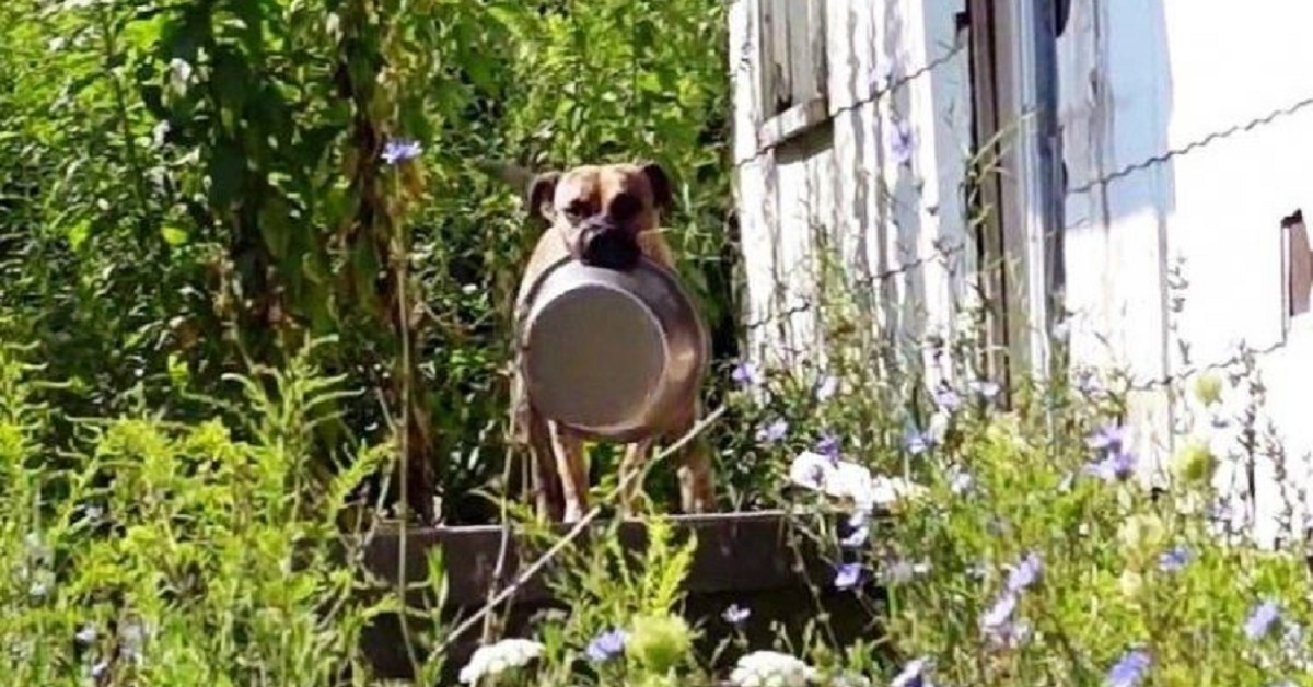 Un cagnolino randagio con la ciotola in bocca si avvicina e viene salvato (VIDEO)