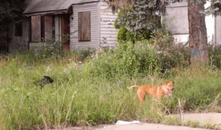 cagnolini soccorso salvi