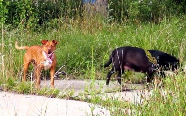 cuccioli randagi aiuto