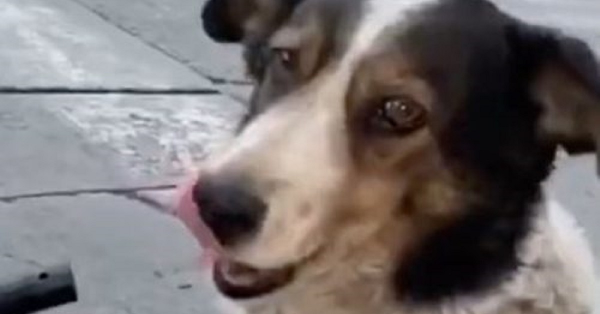 Un cagnolino randagio ringrazia il benefattore con una “pacca” sulla spalla (VIDEO)