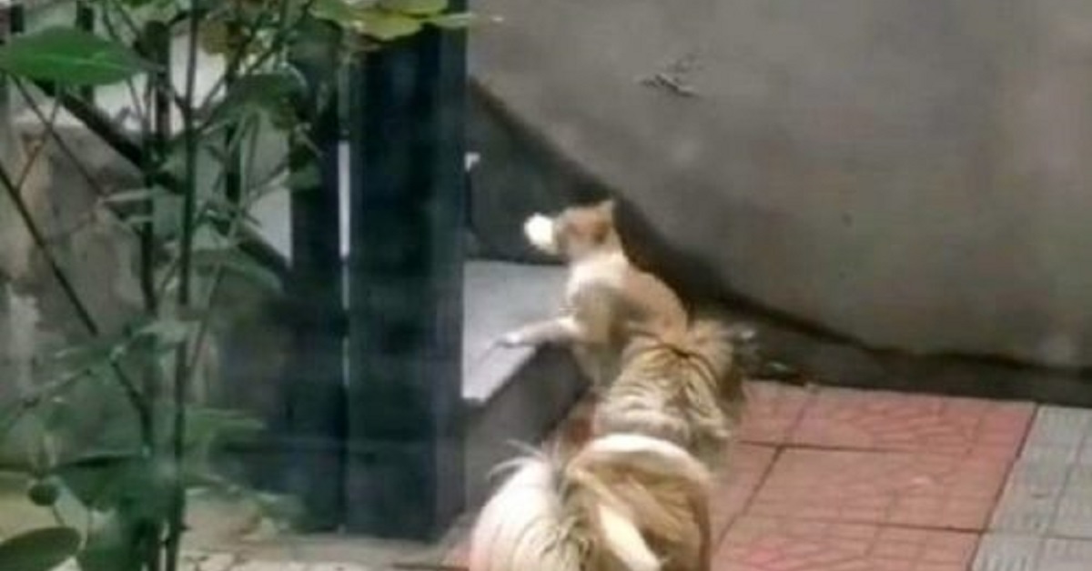 Un cagnolino randagio rinuncia al suo cibo e lo offre ad un gattino (VIDEO)