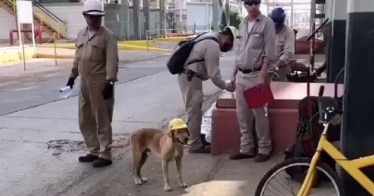 Un cane lavora in cantiere indossando il casco (VIDEO)