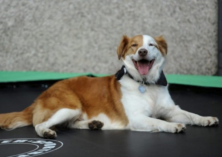 cane paddy posa sorrisi