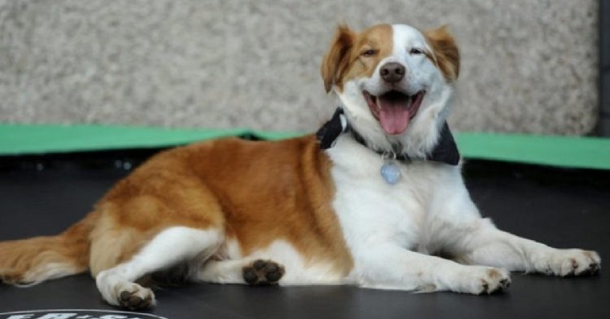 Paddy, il cane che accompagna il proprietario a lavoro (VIDEO)