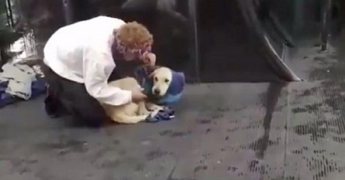 Un cane randagio infreddolito riceve in regalo una giacca (VIDEO)