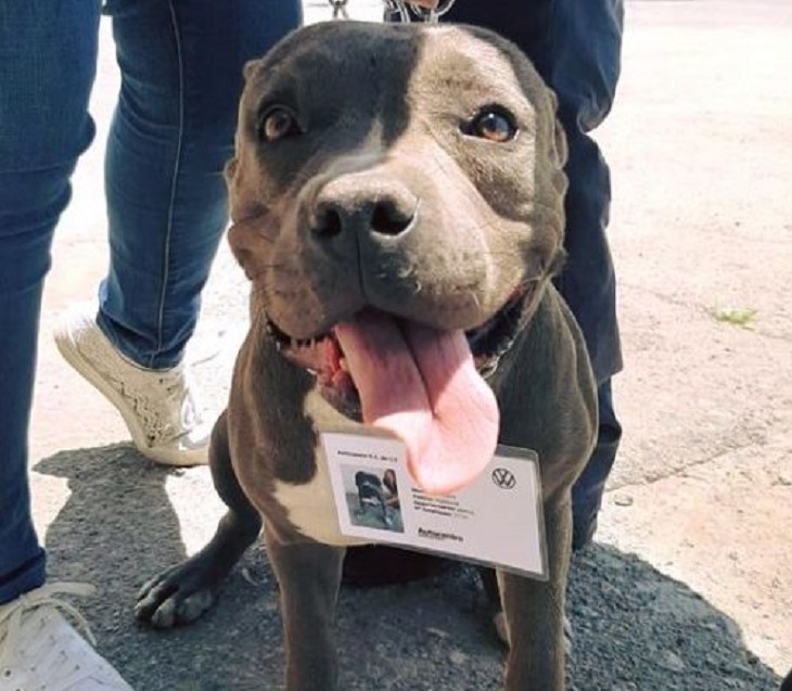 vochita cagnolina voglia di vivere