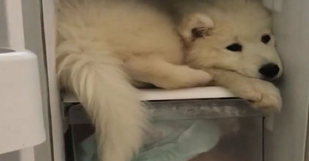 L’adorabile cucciolo di Samoiedo che si rinfresca nel frigorifero (VIDEO)