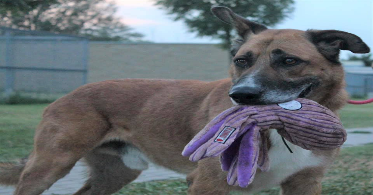 Canile Punto e Virgola di Magreta( MO) : Rock un meraviglioso cagnolone da adottare