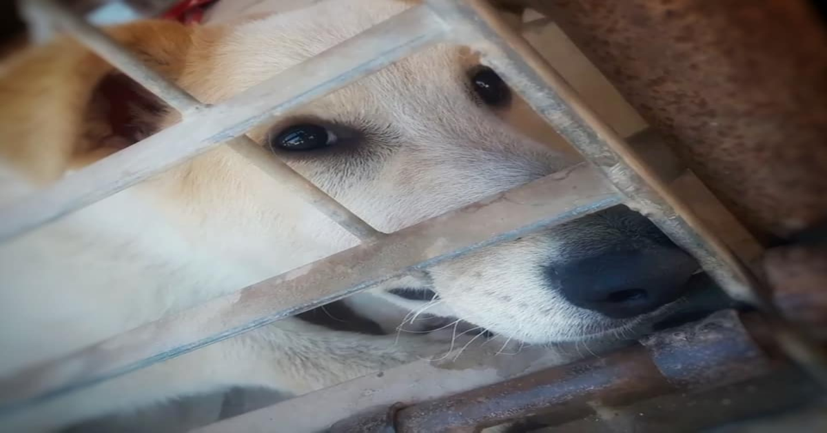 Progetto La Zampa Sul Cuore Trani: Majestik, un cucciolone da adottare