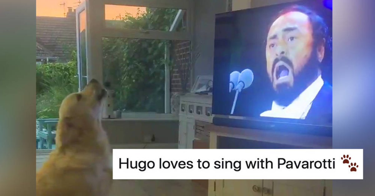 Il Golden Retriever Hugo ama l’Opera lirica e canta con Pavarotti (video)