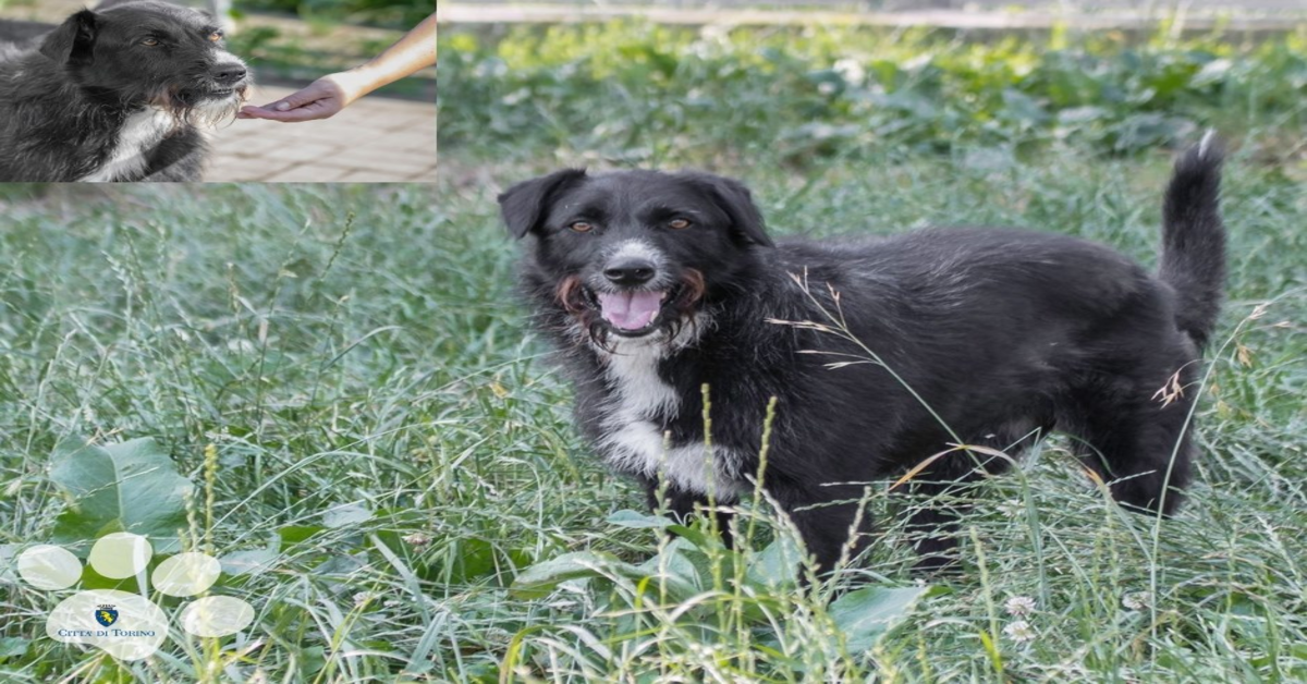 Canile Rifugio Città di Torino: Petunia cerca casa