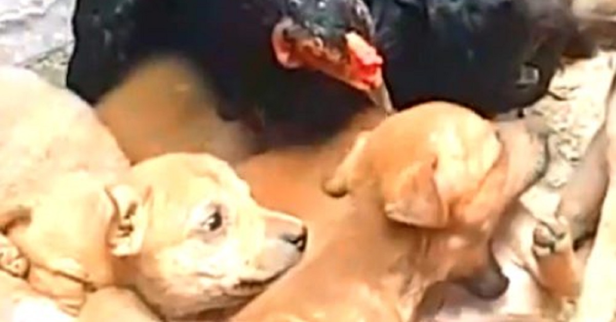 8 cuccioli appena nati vengono protetti e custoditi da una gallina (VIDEO)